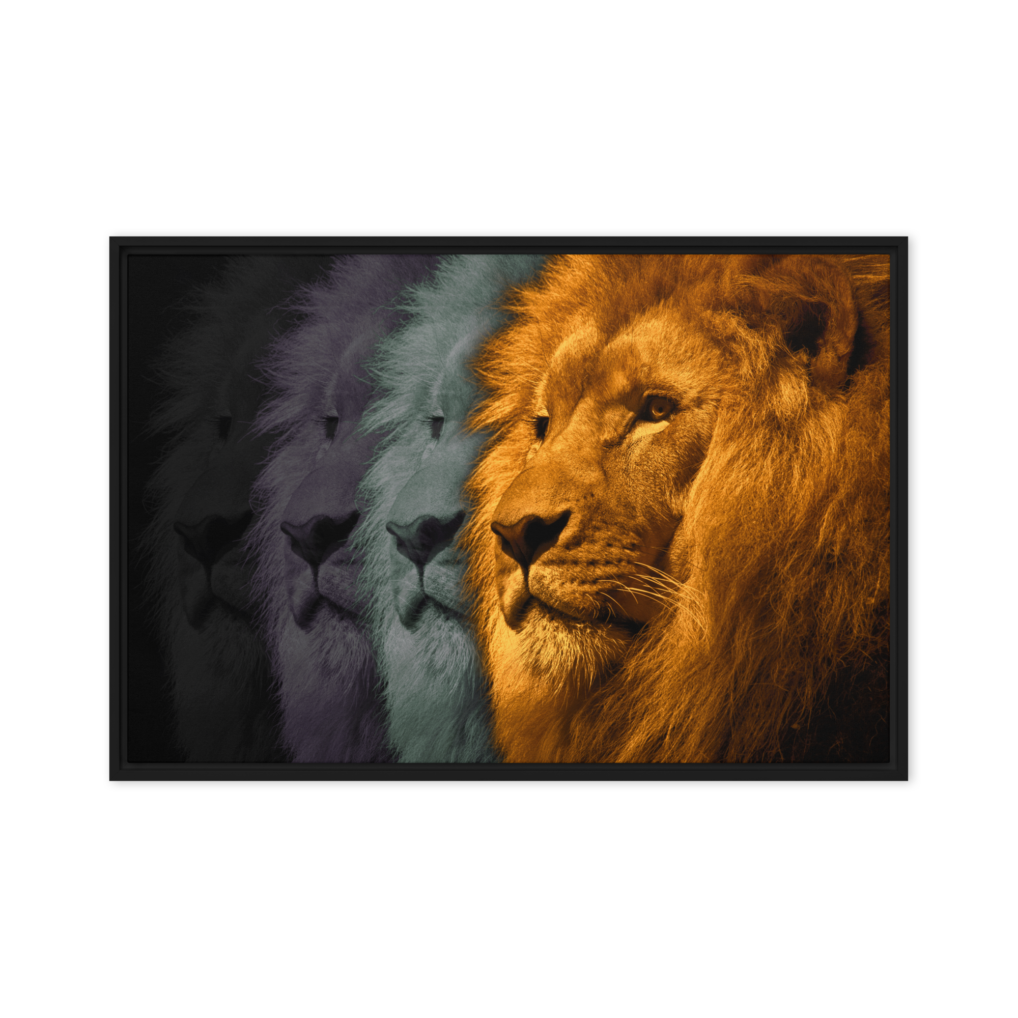 Lion's Shadows | Digital Painting | Framed Canvas | Paint & Pixel |  |   |  Paint & Pixel
