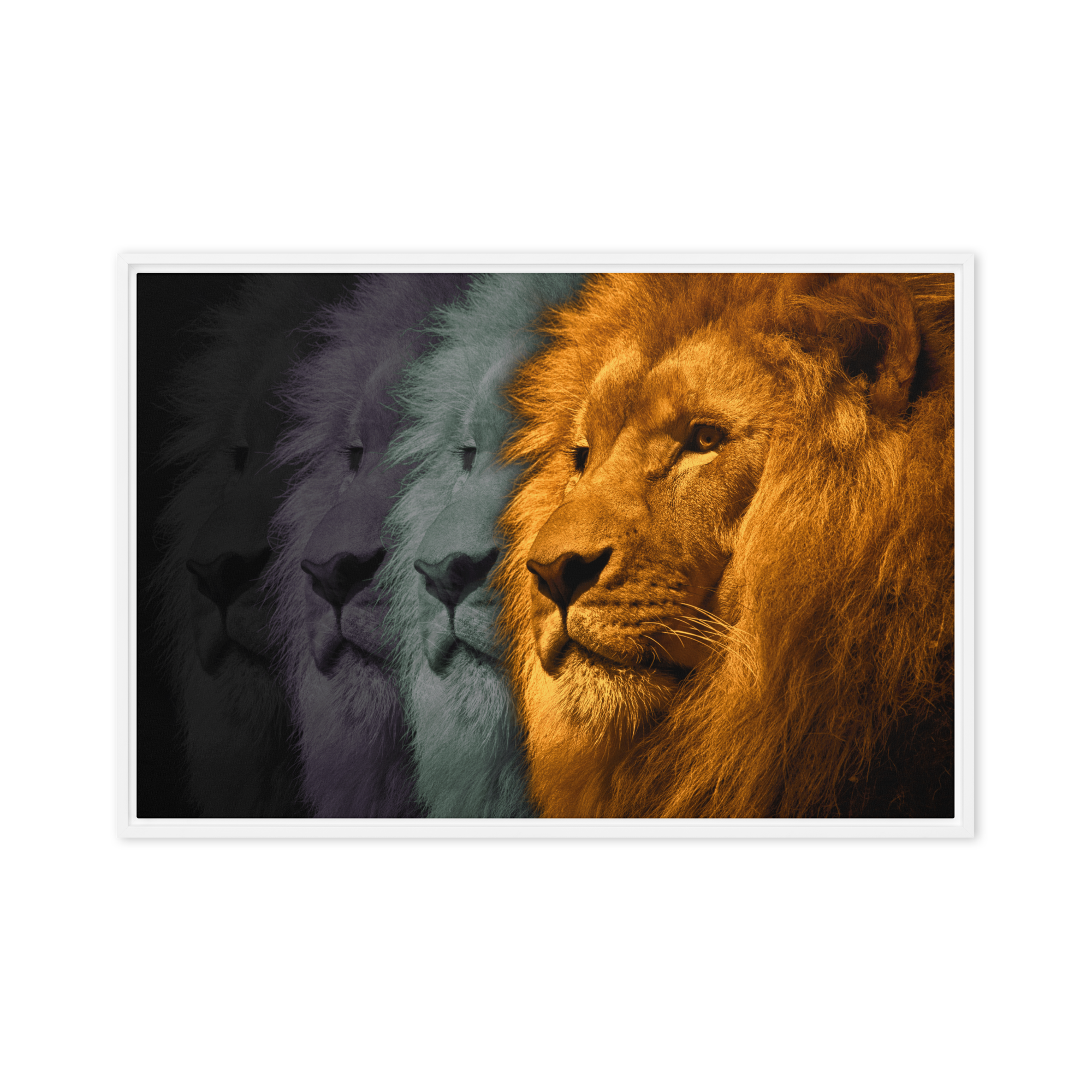 Lion's Shadows | Digital Painting | Framed Canvas | Paint & Pixel |  |   |  Paint & Pixel